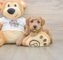 7 week old Poodle Puppy For Sale - Lone Star Pups