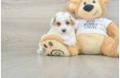 Poodle Pup Being Cute