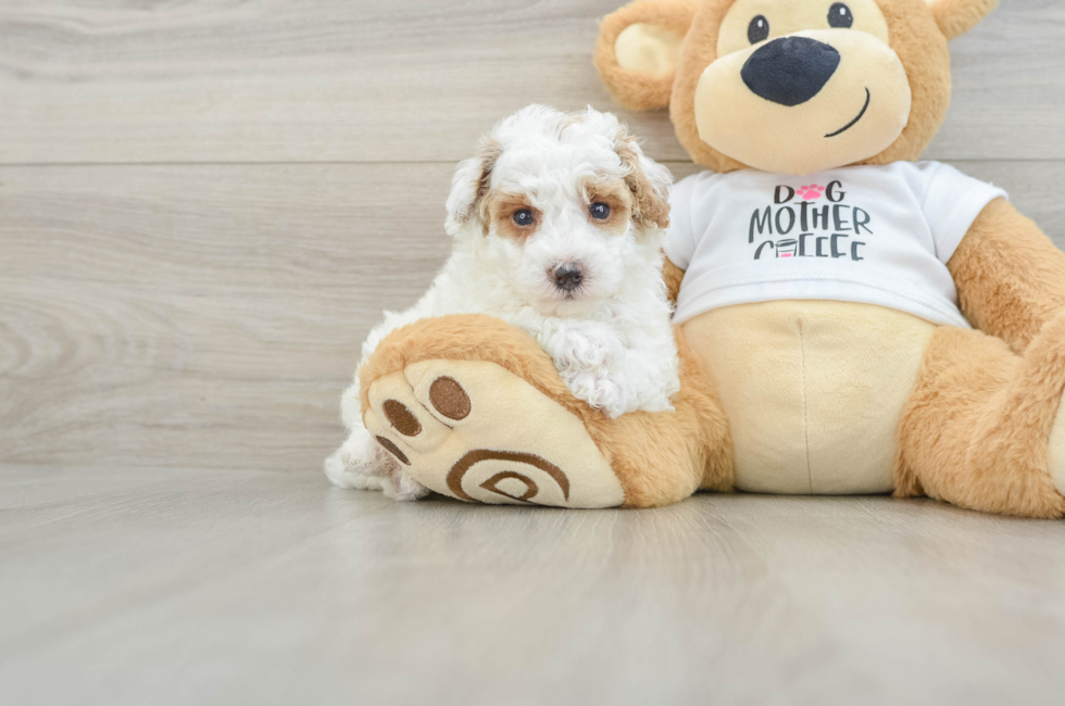 5 week old Poodle Puppy For Sale - Lone Star Pups