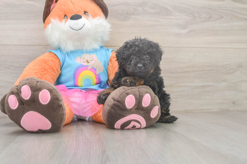 5 week old Poodle Puppy For Sale - Lone Star Pups