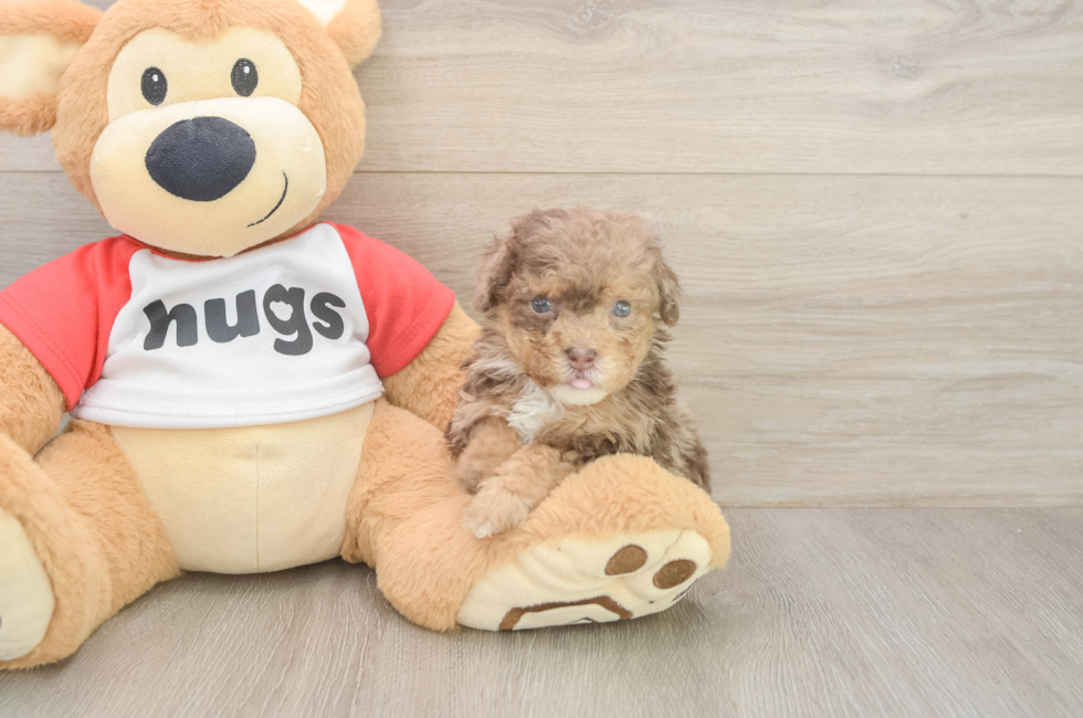 6 week old Poodle Puppy For Sale - Lone Star Pups