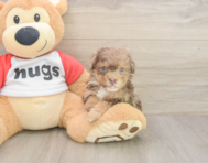 6 week old Poodle Puppy For Sale - Lone Star Pups 6 week old Poodle Puppy For Sale - Lone Star Pups