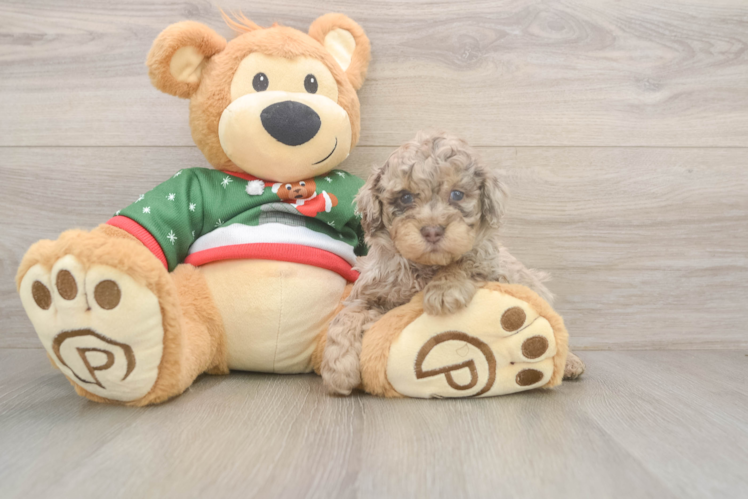 Funny Poodle Purebred Pup