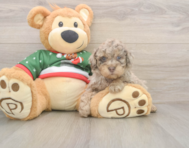 8 week old Poodle Puppy For Sale - Lone Star Pups