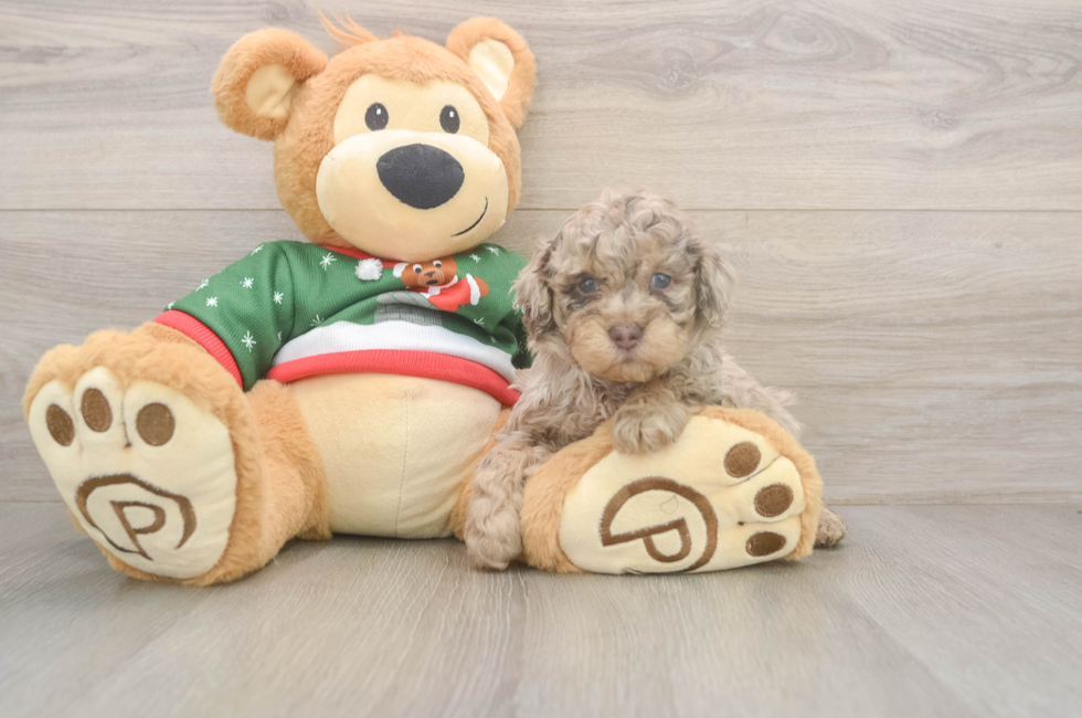 5 week old Poodle Puppy For Sale - Lone Star Pups