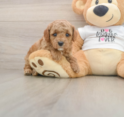 7 week old Poodle Puppy For Sale - Lone Star Pups