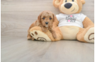 Best Poodle Baby