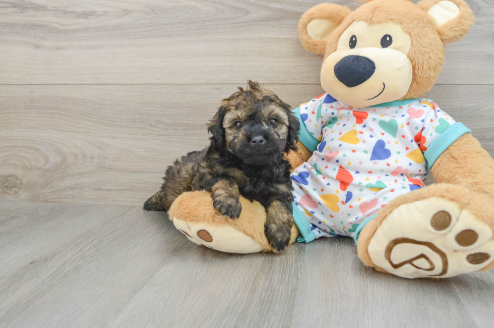 6 week old Poodle Puppy For Sale - Lone Star Pups