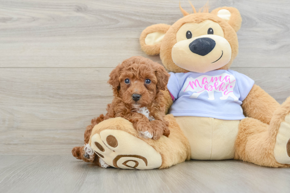 Poodle Pup Being Cute