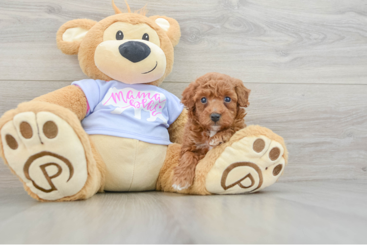 Little Poodle Baby