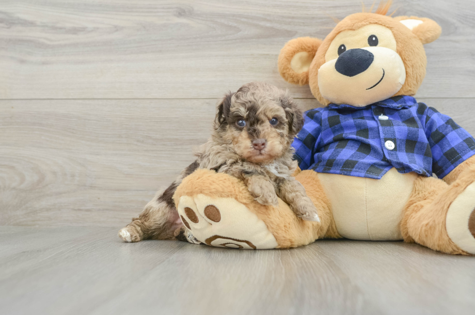 5 week old Poodle Puppy For Sale - Lone Star Pups