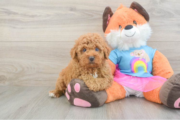Popular Poodle Purebred Pup