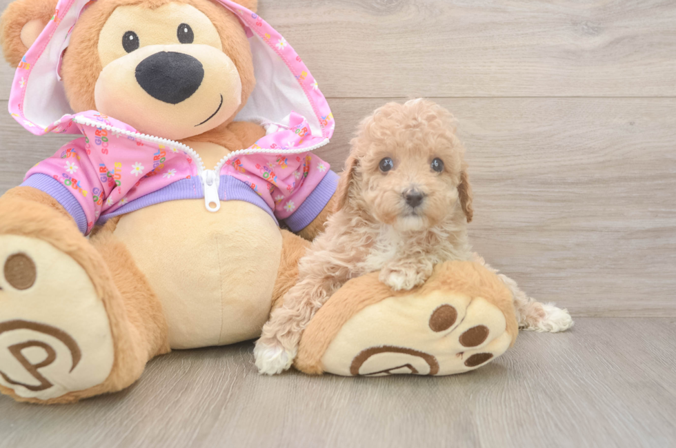 6 week old Poodle Puppy For Sale - Lone Star Pups