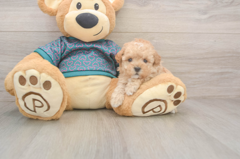 Poodle Puppy for Adoption