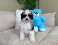 10 week old Poodle Puppy For Sale - Lone Star Pups