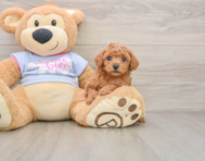6 week old Poodle Puppy For Sale - Lone Star Pups