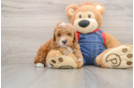 Best Poodle Baby