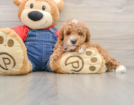 6 week old Poodle Puppy For Sale - Lone Star Pups
