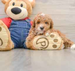 7 week old Poodle Puppy For Sale - Lone Star Pups