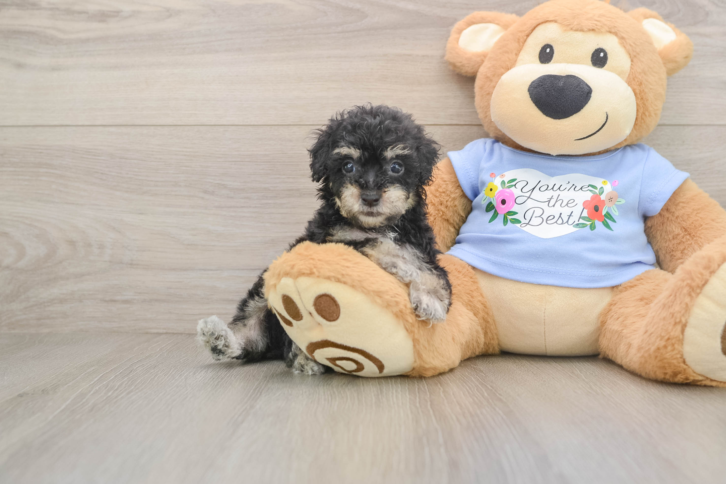 Poodle Pup Being Cute