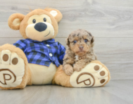 6 week old Poodle Puppy For Sale - Lone Star Pups