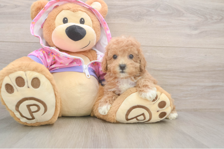 Poodle Puppy for Adoption