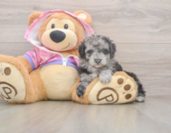 7 week old Poodle Puppy For Sale - Lone Star Pups