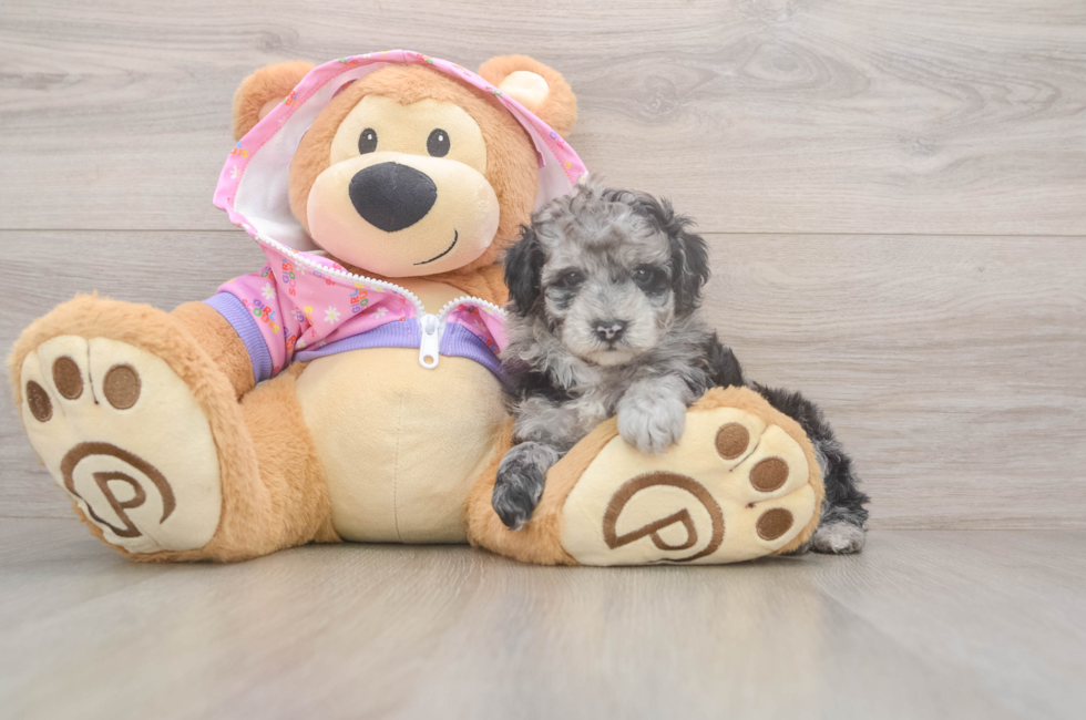 5 week old Poodle Puppy For Sale - Lone Star Pups