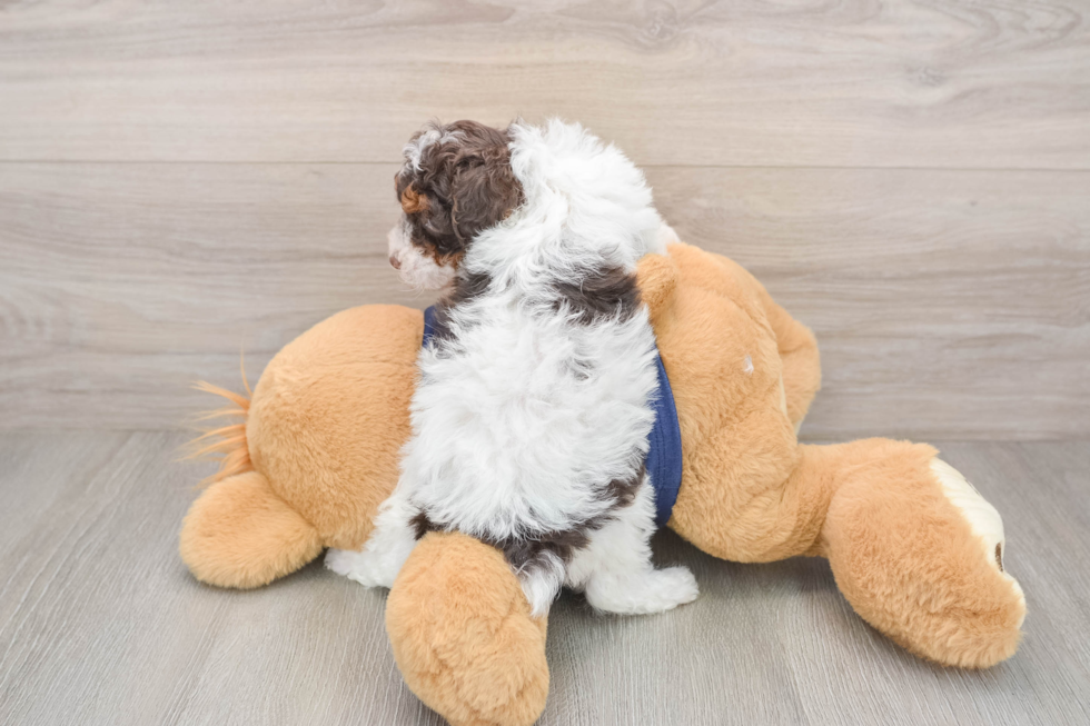 Popular Poodle Purebred Pup