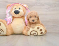 5 week old Poodle Puppy For Sale - Lone Star Pups