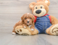 6 week old Poodle Puppy For Sale - Lone Star Pups