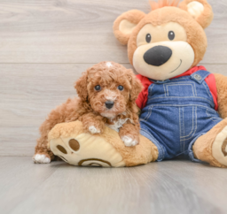 7 week old Poodle Puppy For Sale - Lone Star Pups