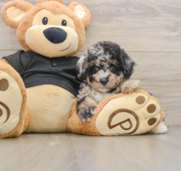 8 week old Poodle Puppy For Sale - Lone Star Pups