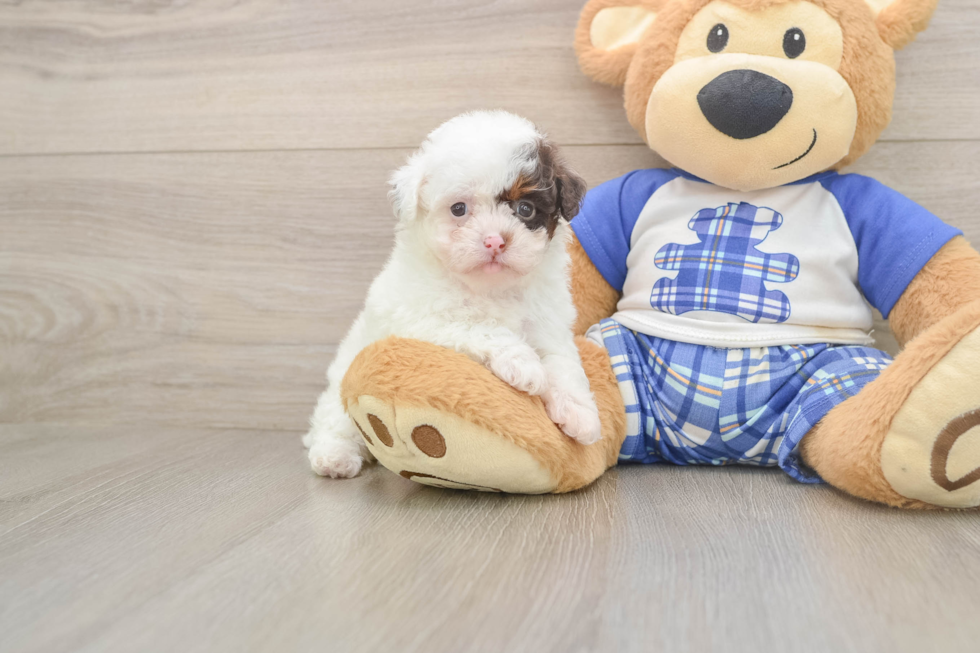 Poodle Puppy for Adoption