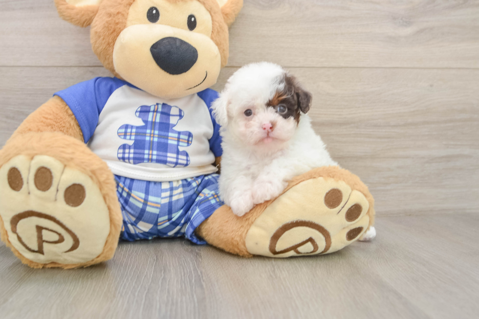 Energetic Pudle Purebred Puppy