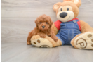Poodle Puppy for Adoption
