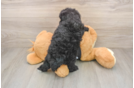 Fluffy Caniche Purebred Puppy
