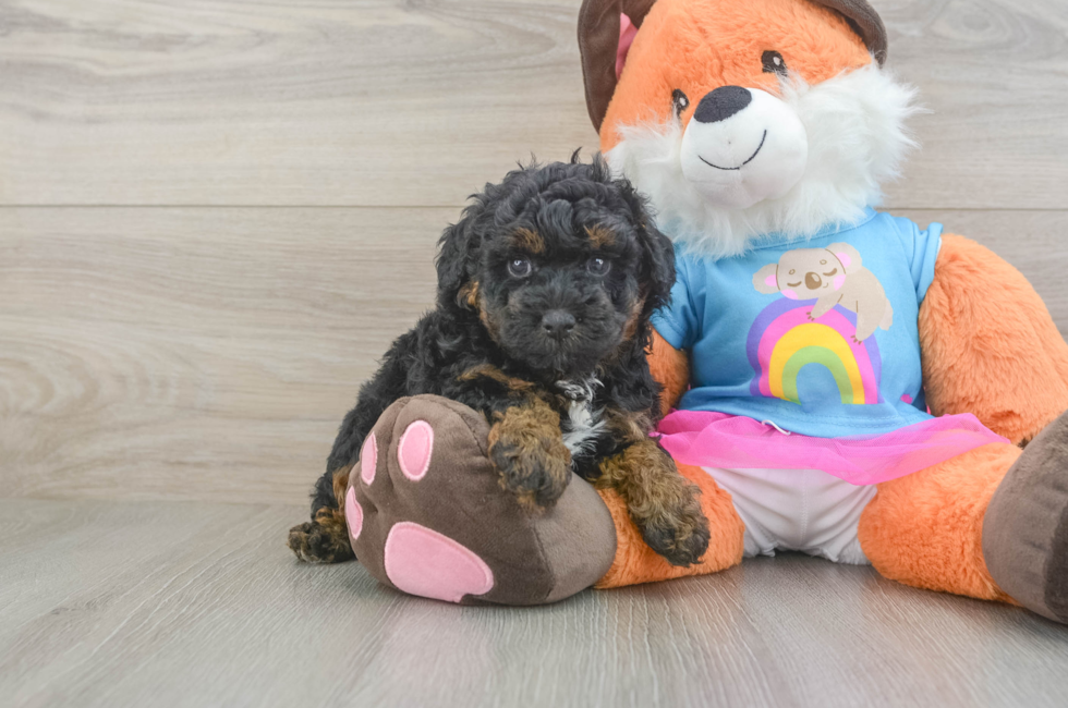 5 week old Poodle Puppy For Sale - Lone Star Pups