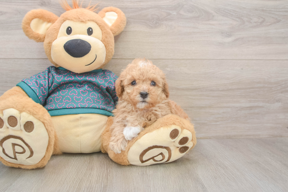 Poodle Pup Being Cute