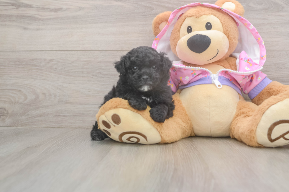 5 week old Poodle Puppy For Sale - Lone Star Pups