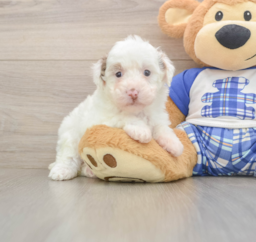 7 week old Poodle Puppy For Sale - Lone Star Pups