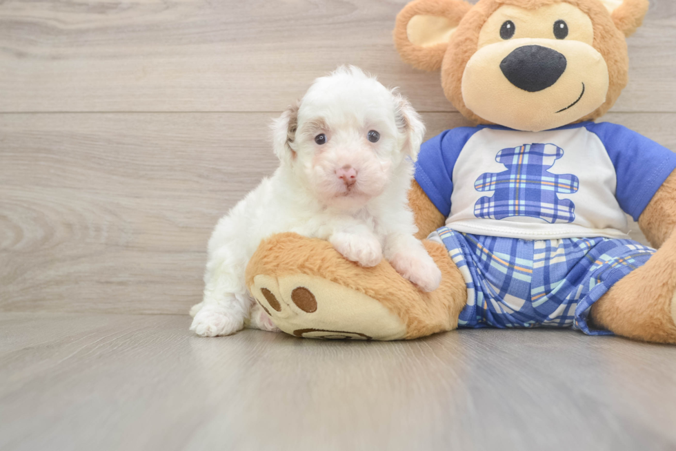 Best Poodle Baby