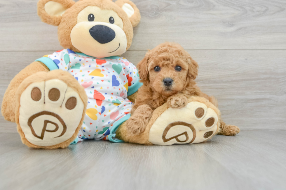 6 week old Poodle Puppy For Sale - Lone Star Pups