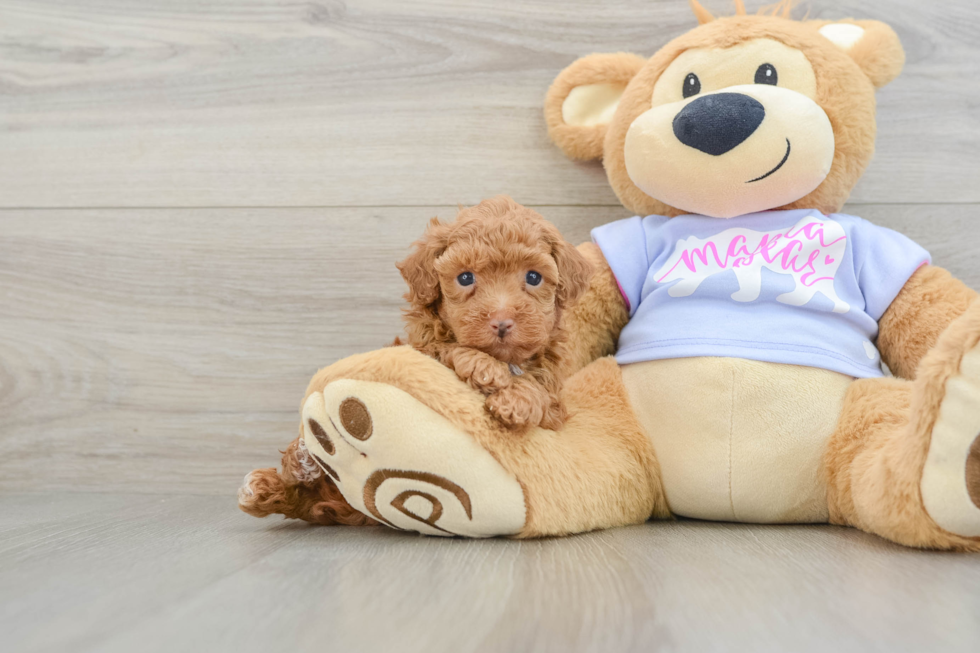 Akc Registered Poodle Baby