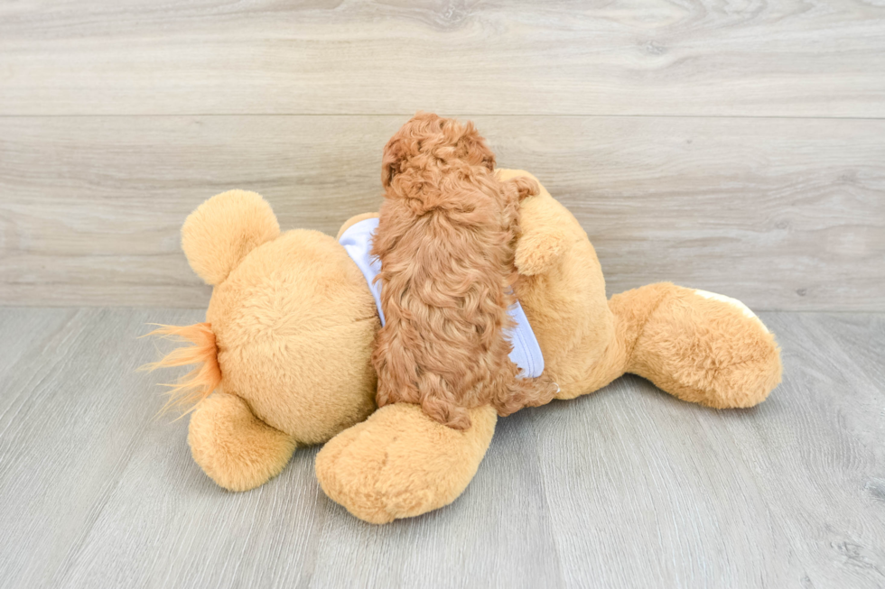 Smart Pudle Purebred Puppy