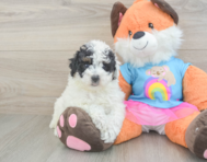 8 week old Poodle Puppy For Sale - Lone Star Pups