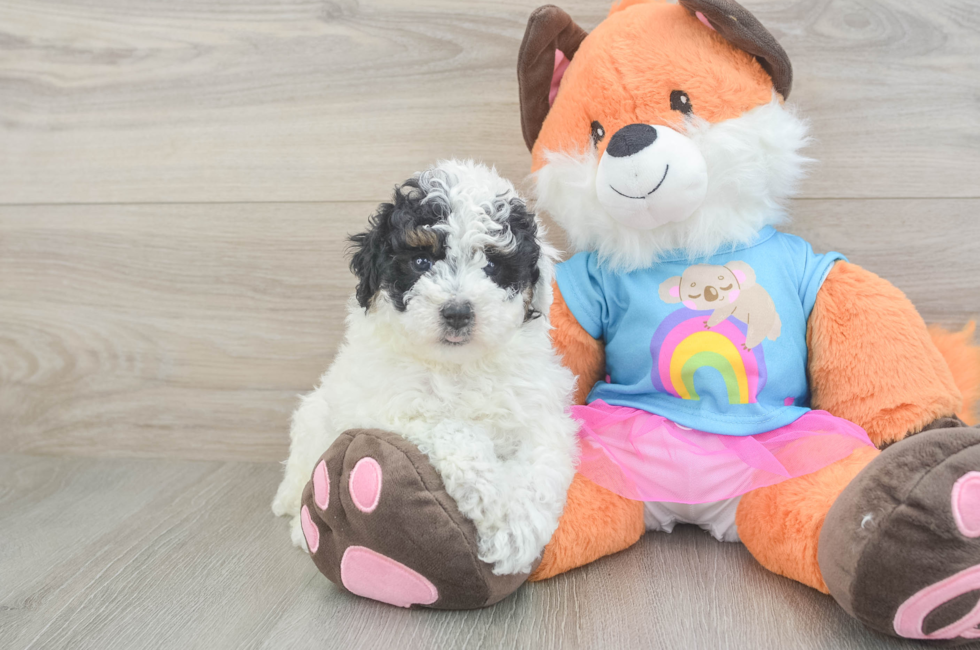 5 week old Poodle Puppy For Sale - Lone Star Pups