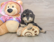 9 week old Poodle Puppy For Sale - Lone Star Pups