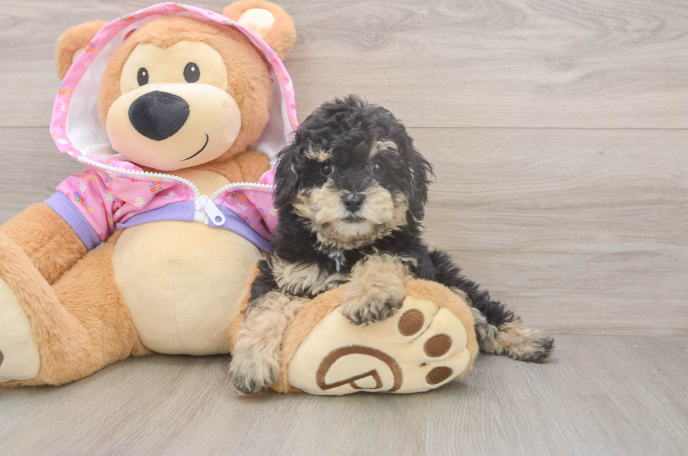 8 week old Poodle Puppy For Sale - Lone Star Pups