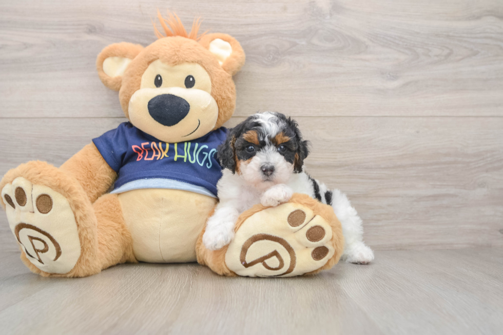 Playful Poodle Baby